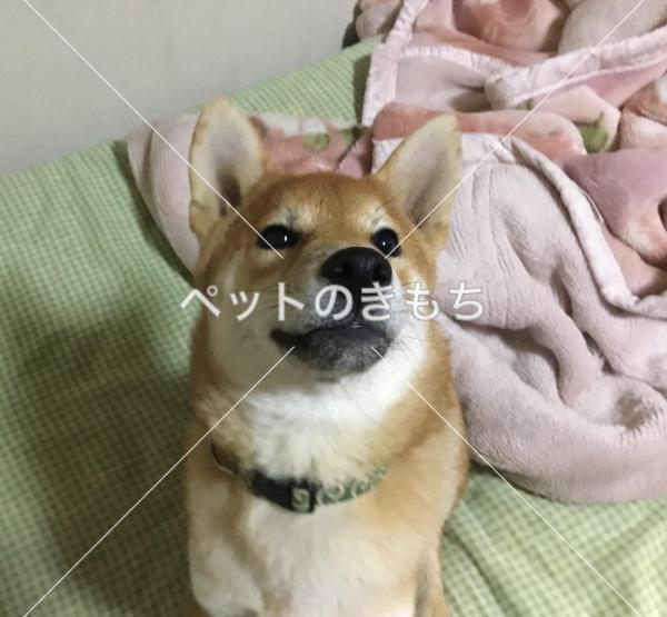 迷い犬の写真