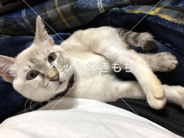 迷い猫の写真