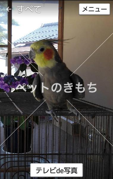 迷い鳥の写真