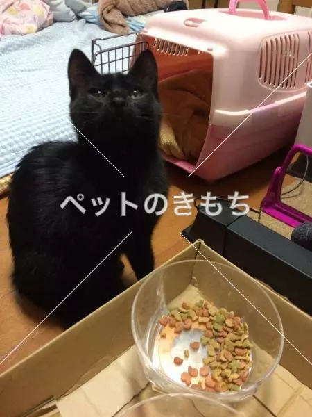 保護猫の画像