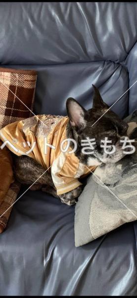 迷い犬の写真