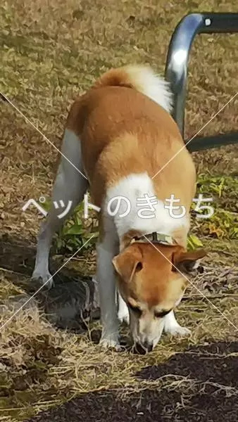 迷子犬の画像