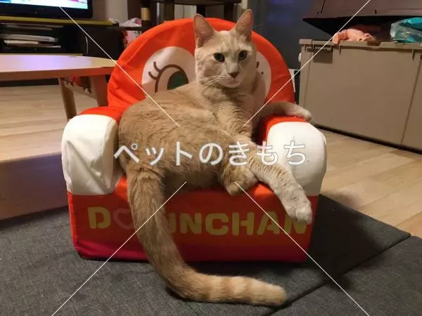 迷子猫の画像