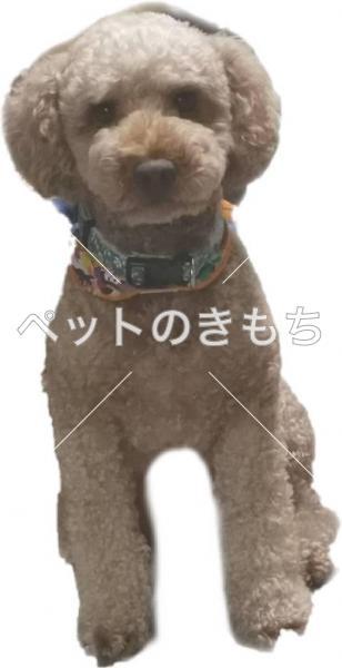 迷い犬の写真