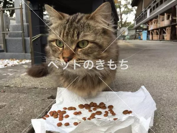 コメント投稿の画像