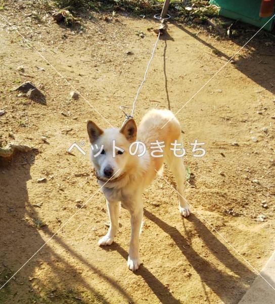 迷子犬の画像