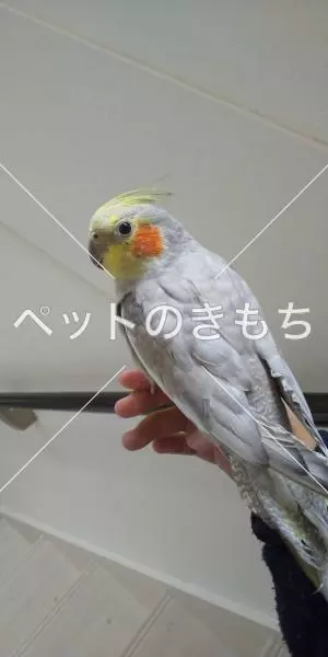迷子鳥の画像