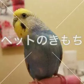 迷子鳥の画像
