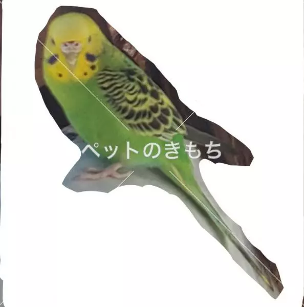 保護鳥の画像