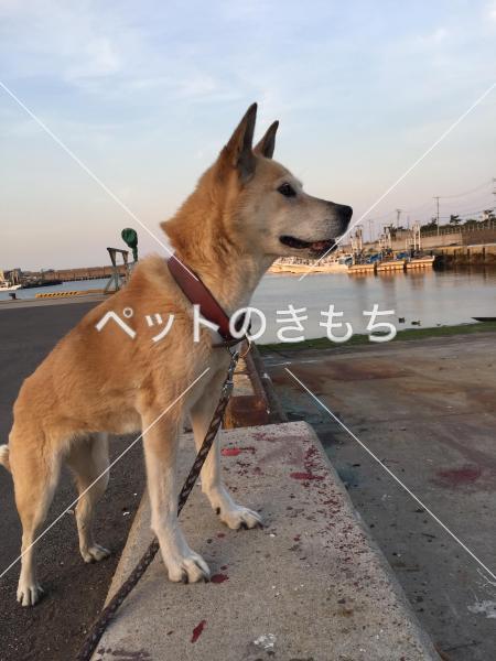 迷子犬の画像