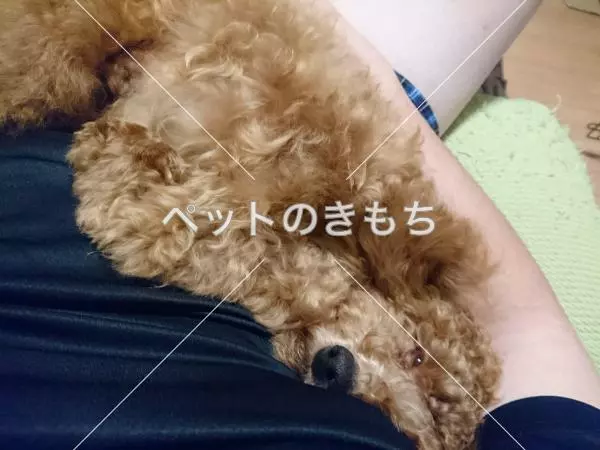 コメント投稿の画像