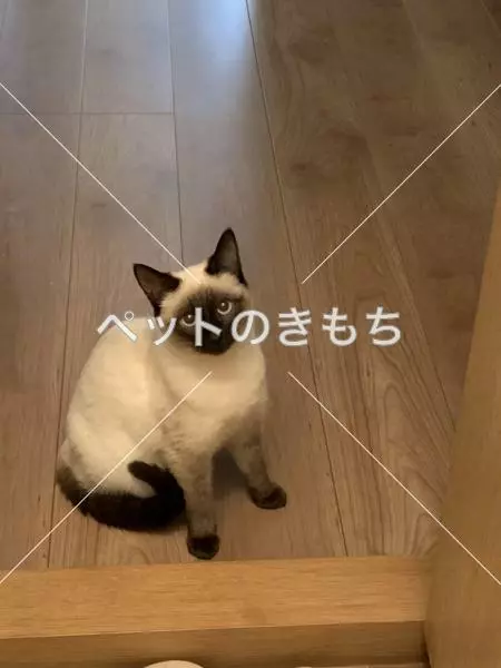 迷子猫の画像