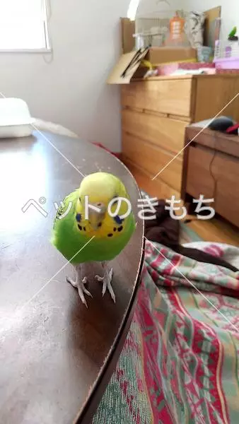 迷子鳥の画像