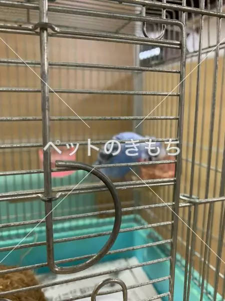 コメント投稿の画像