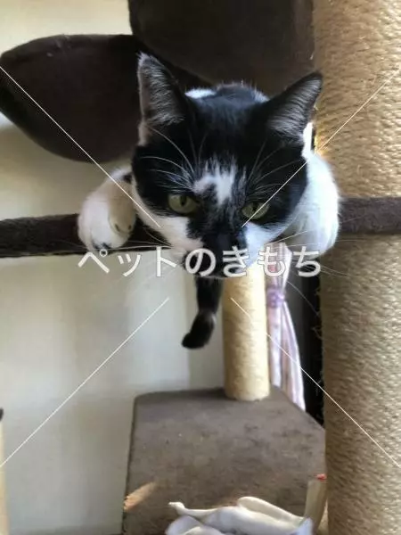 迷子猫の画像