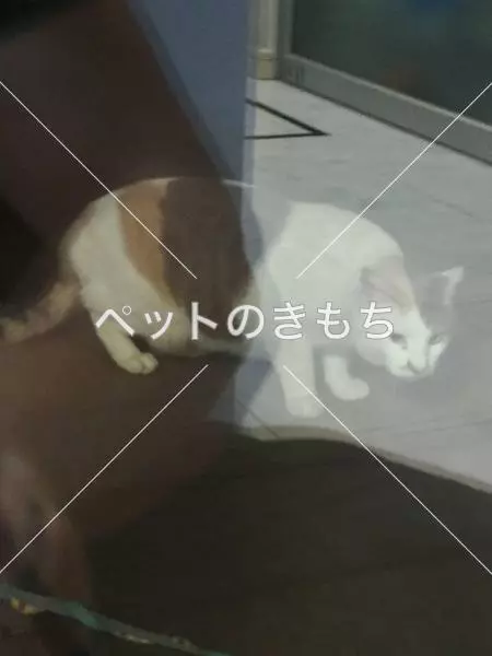保護猫の画像