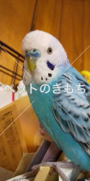 迷子鳥の画像