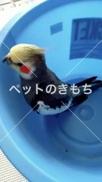 保護鳥の画像