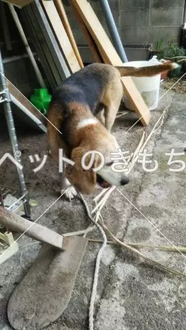 保護犬の画像