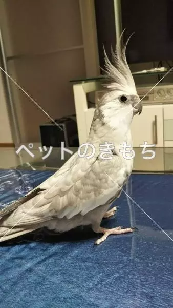 迷子鳥の画像