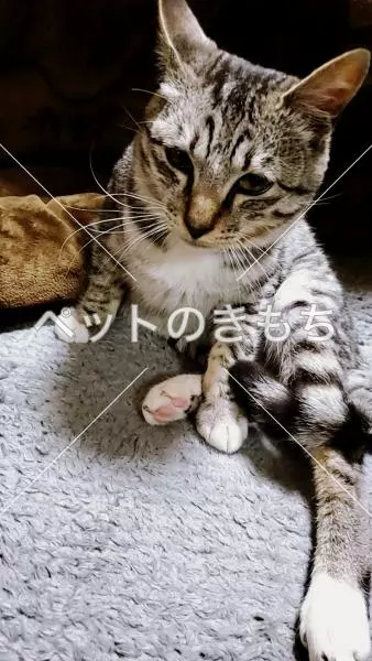 迷子猫の画像