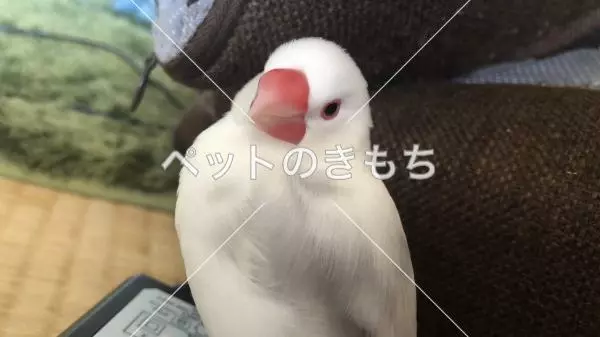 迷子鳥の画像