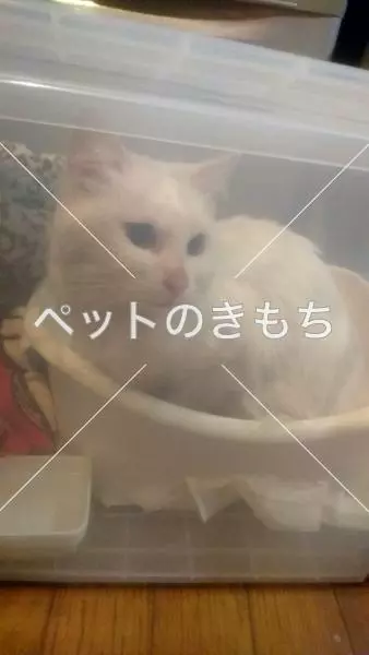 保護猫の画像