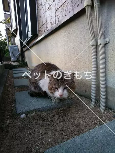 コメント投稿の画像