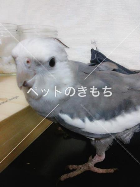 迷子鳥の画像