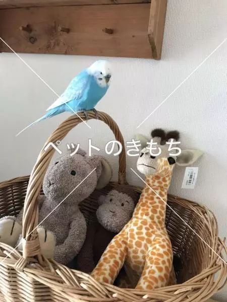 迷子鳥の画像