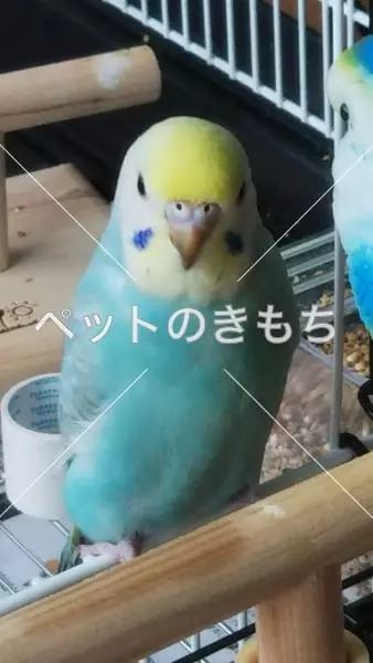 迷子鳥の画像