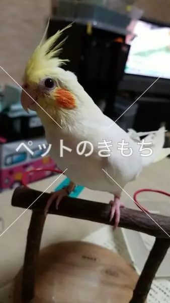 迷子鳥の画像