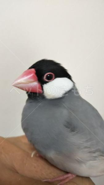迷子鳥の画像