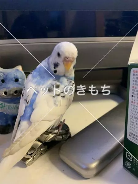 保護鳥の画像