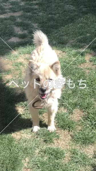 迷子犬の画像