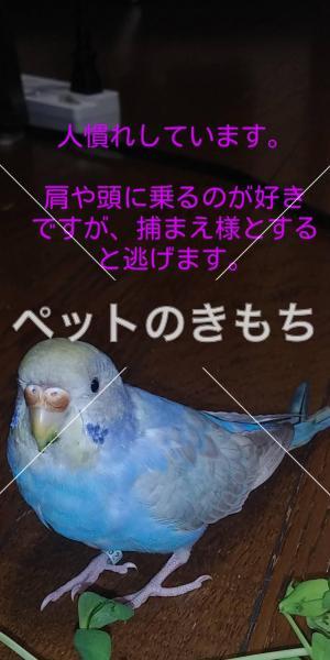 迷子鳥を探しています 大阪府藤井寺のセキセイインコ No