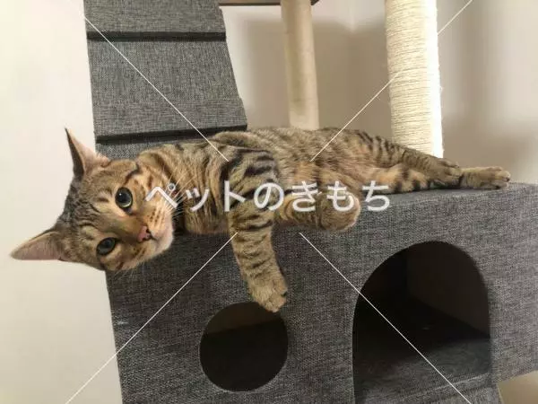 迷子猫の画像