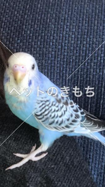 迷子鳥の画像