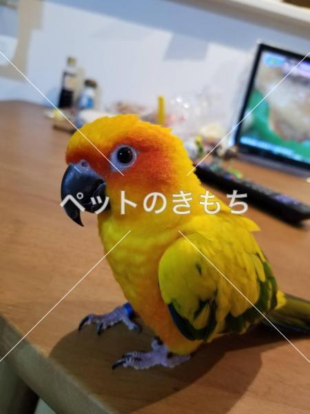 迷子鳥の画像