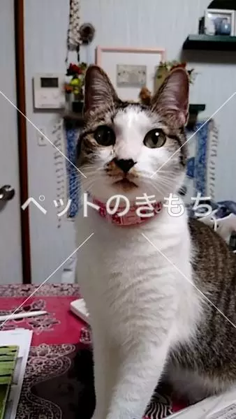 迷子猫の画像