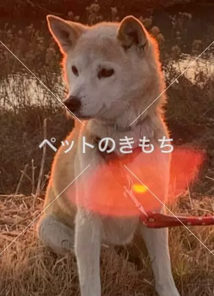 迷子犬の画像