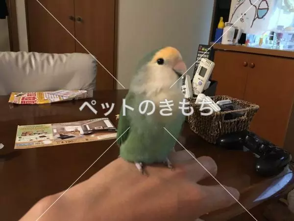 迷子鳥の画像