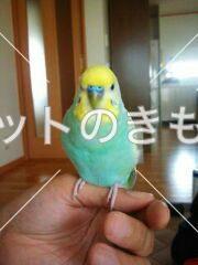 迷子鳥の画像