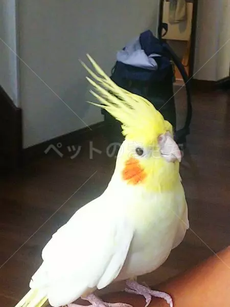 迷子鳥の画像