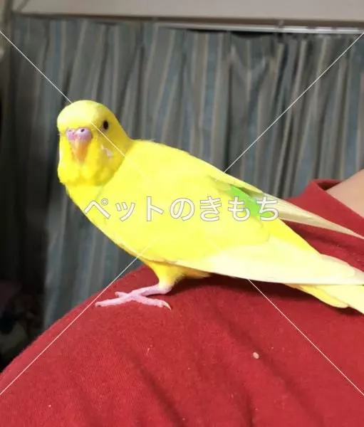 保護鳥の画像
