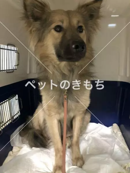 迷子犬の画像