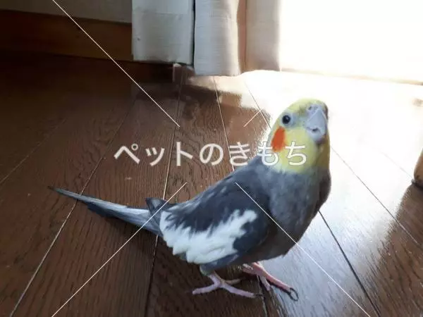迷子鳥の画像