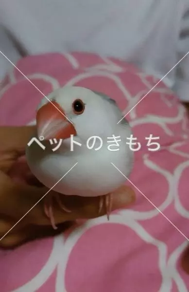 迷子鳥の画像