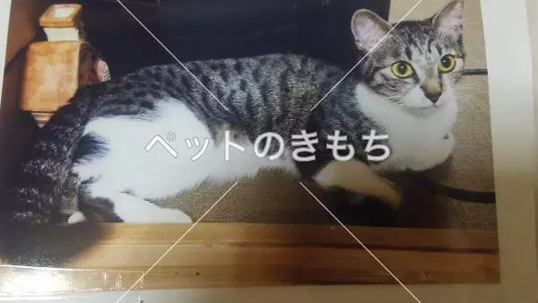 迷子猫の画像