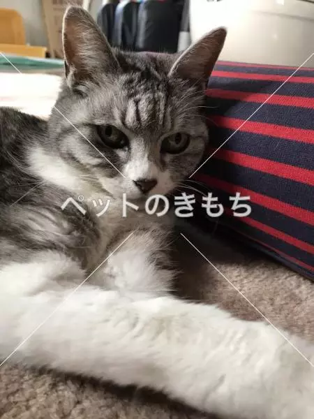迷子猫の画像
